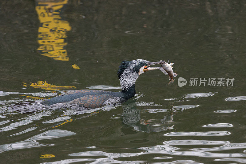 鸬鹚(Phalacrocorax carbo)